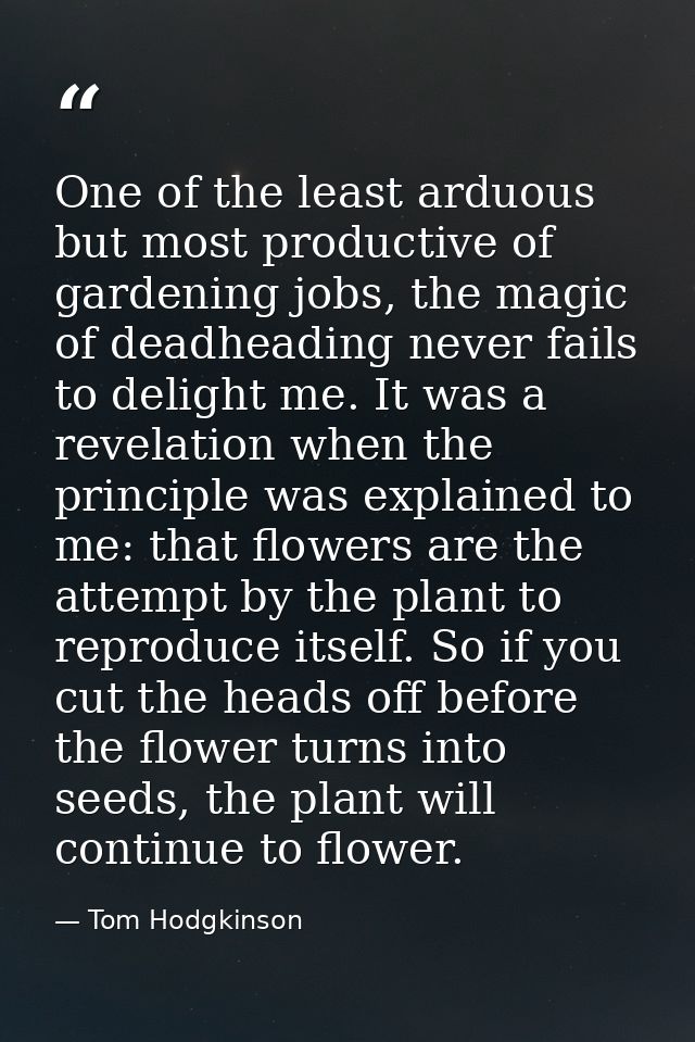 One of the least arduous but most productive of gardening jobs, the magic of deadheading never fails to delight me. It w — Tom Hodgkinson