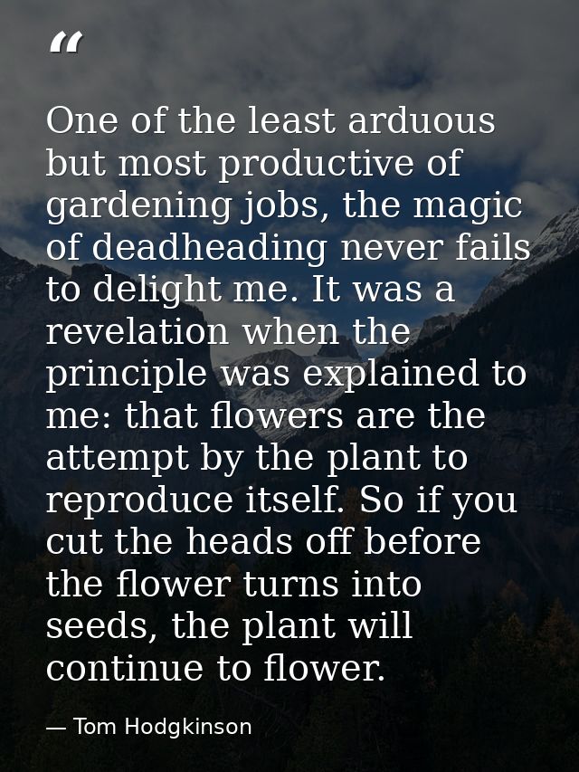 One of the least arduous but most productive of gardening jobs, the magic of deadheading never fails to delight me. It w — Tom Hodgkinson
