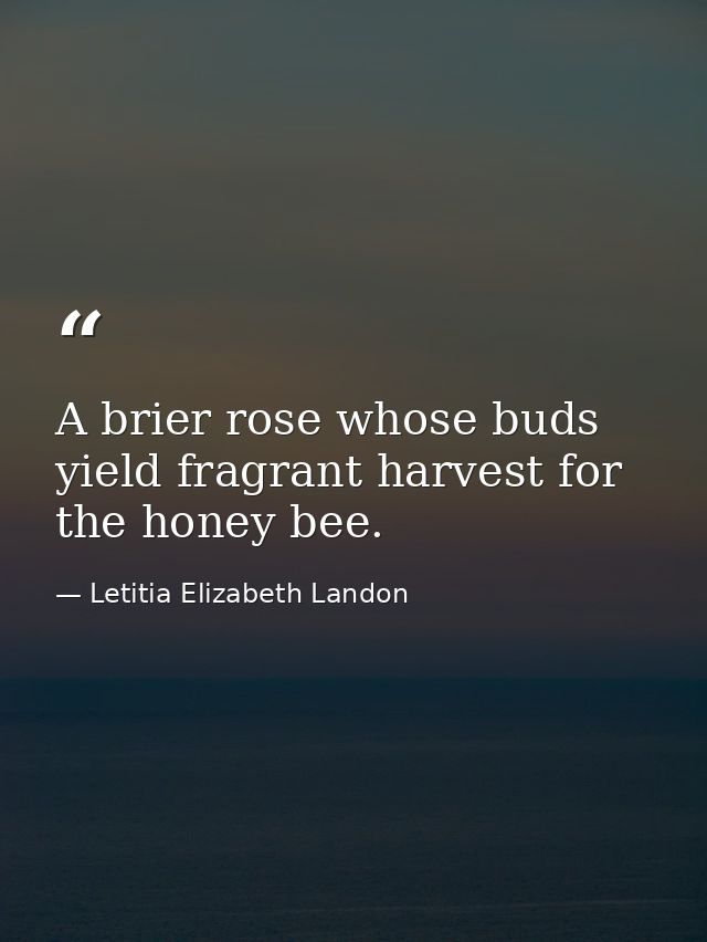 A brier rose whose buds yield fragrant harvest for the honey bee. — Letitia Elizabeth Landon