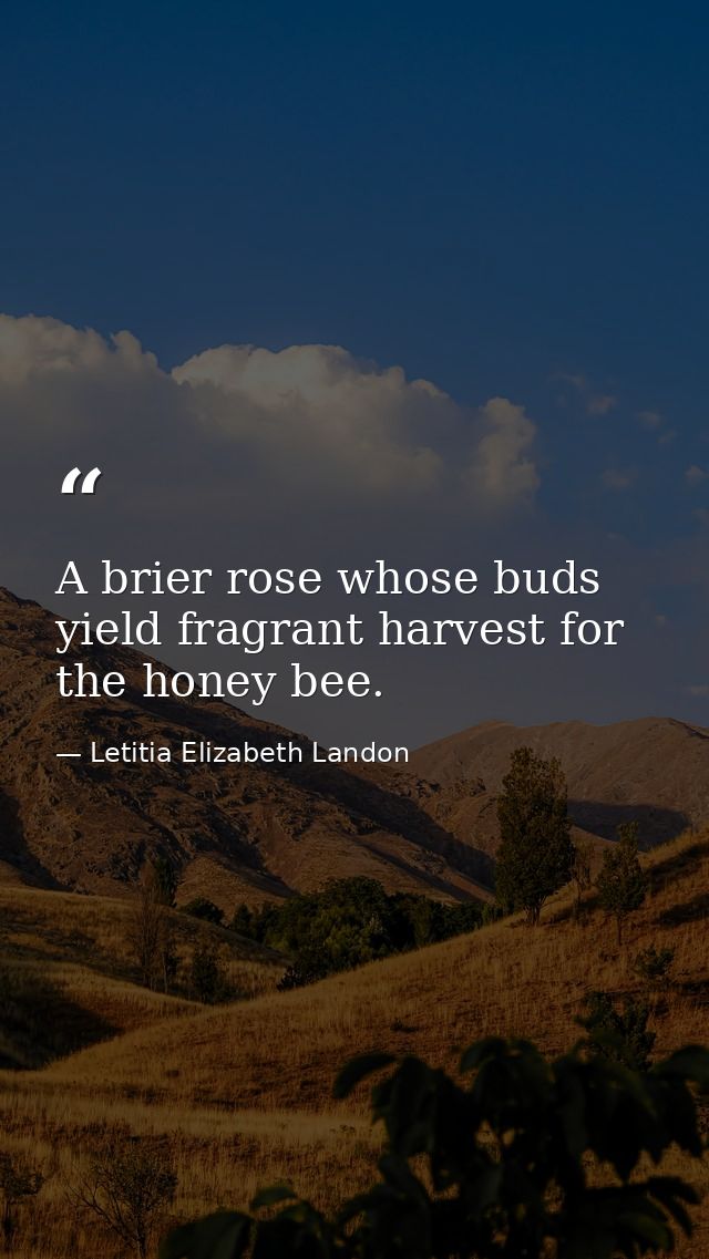 A brier rose whose buds yield fragrant harvest for the honey bee. — Letitia Elizabeth Landon