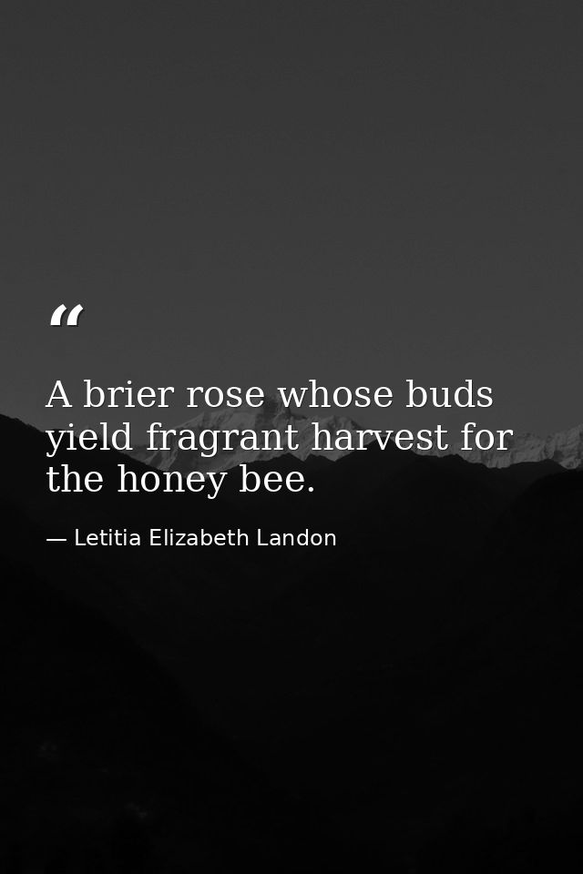 A brier rose whose buds yield fragrant harvest for the honey bee. — Letitia Elizabeth Landon