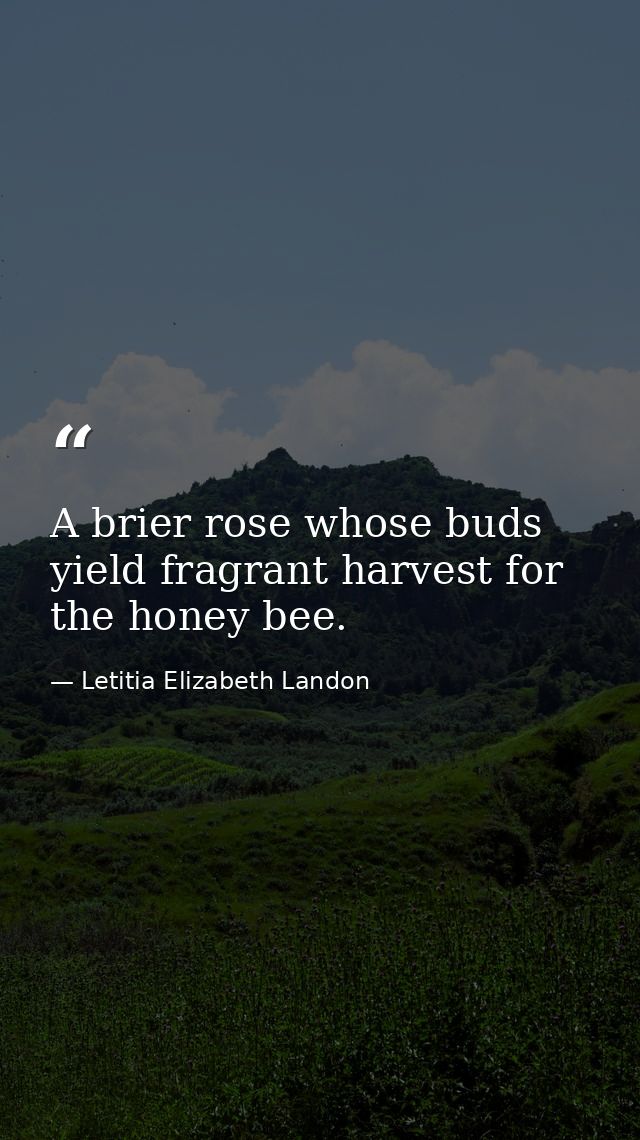 A brier rose whose buds yield fragrant harvest for the honey bee. — Letitia Elizabeth Landon