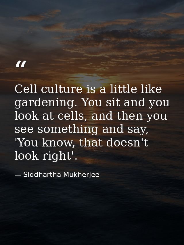 Cell culture is a little like gardening. You sit and you look at cells, and then you see something and say, 'You know, t — Siddhartha Mukherjee