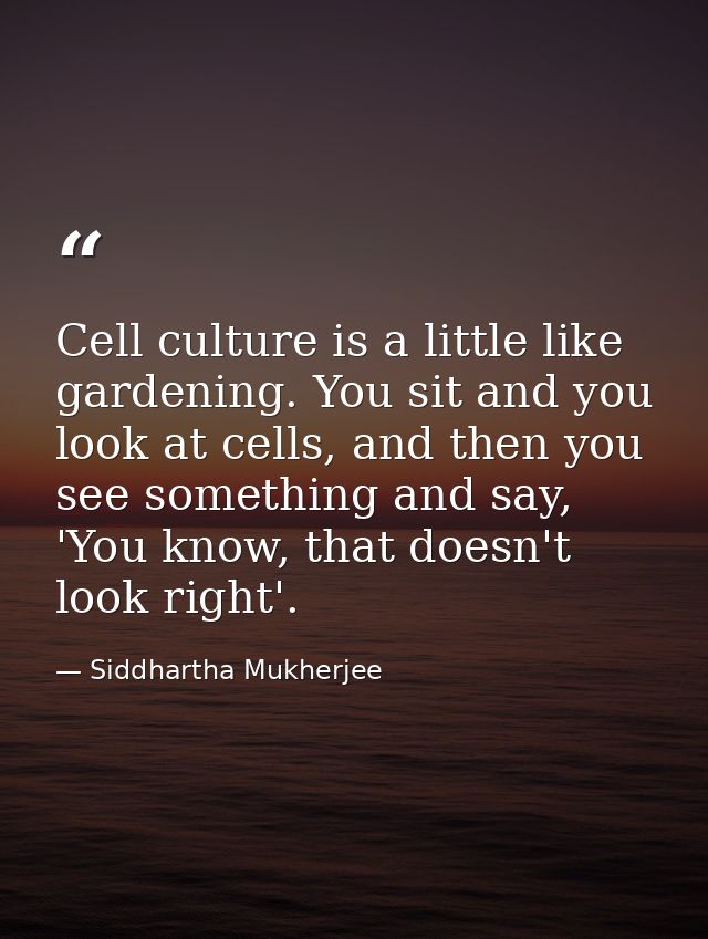Cell culture is a little like gardening. You sit and you look at cells, and then you see something and say, 'You know, t — Siddhartha Mukherjee