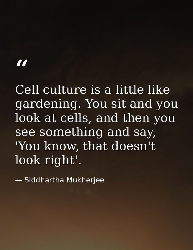 Cell culture is a little like gardening. You sit and you look at cells, and then you see something and say, 'You know, t — Siddhartha Mukherjee