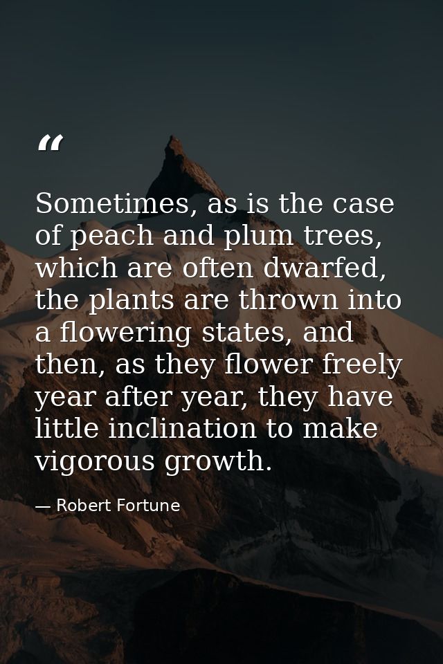 Sometimes, as is the case of peach and plum trees, which are often dwarfed, the plants are thrown into a flowering state — Robert Fortune