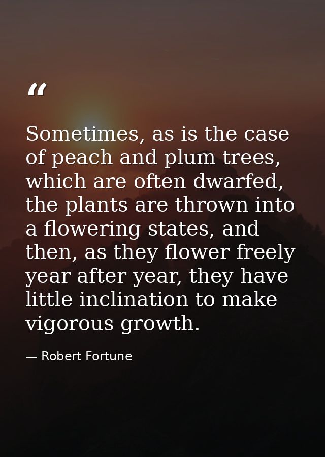 Sometimes, as is the case of peach and plum trees, which are often dwarfed, the plants are thrown into a flowering state — Robert Fortune