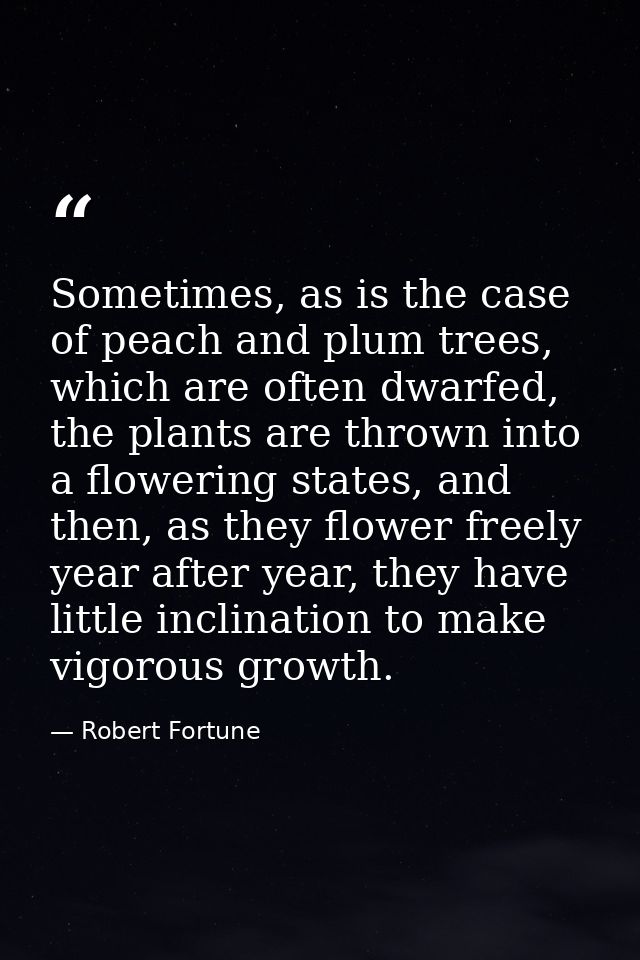 Sometimes, as is the case of peach and plum trees, which are often dwarfed, the plants are thrown into a flowering state — Robert Fortune