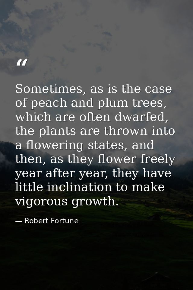Sometimes, as is the case of peach and plum trees, which are often dwarfed, the plants are thrown into a flowering state — Robert Fortune