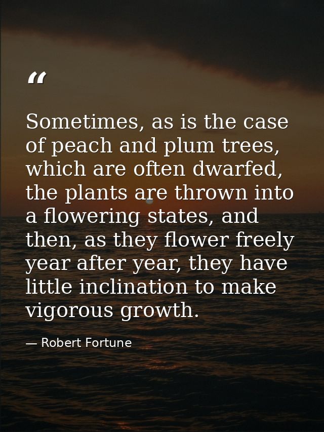 Sometimes, as is the case of peach and plum trees, which are often dwarfed, the plants are thrown into a flowering state — Robert Fortune