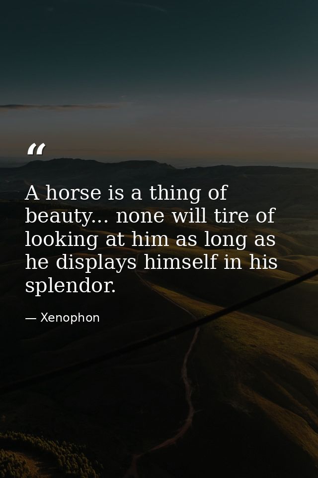 A horse is a thing of beauty... none will tire of looking at him as long as he displays himself in his splendor. — Xenophon