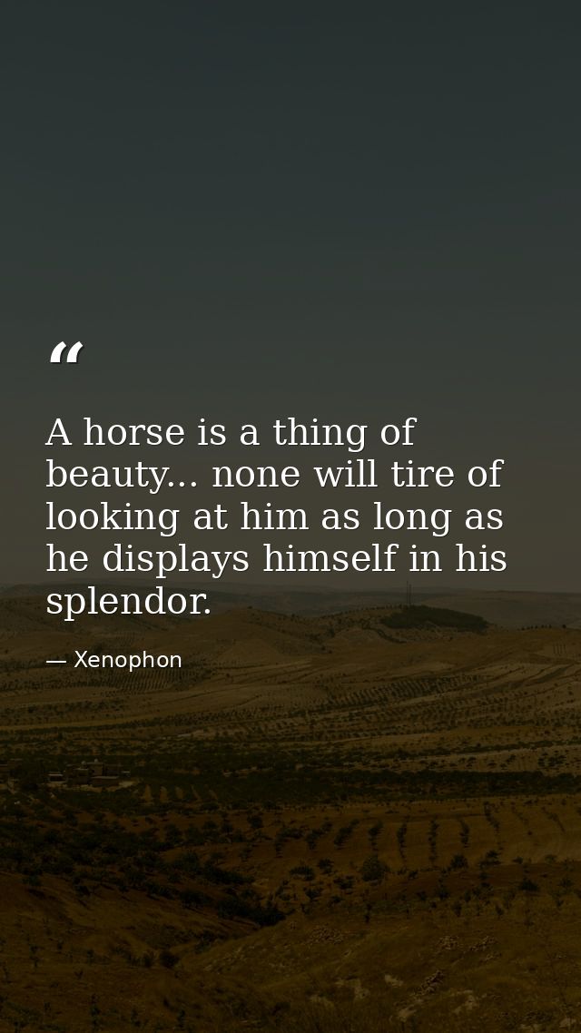 A horse is a thing of beauty... none will tire of looking at him as long as he displays himself in his splendor. — Xenophon