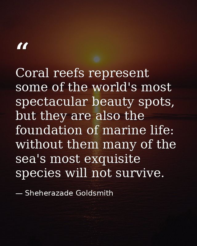 Coral reefs represent some of the world's most spectacular beauty spots, but they are also the foundation of marine life — Sheherazade Goldsmith