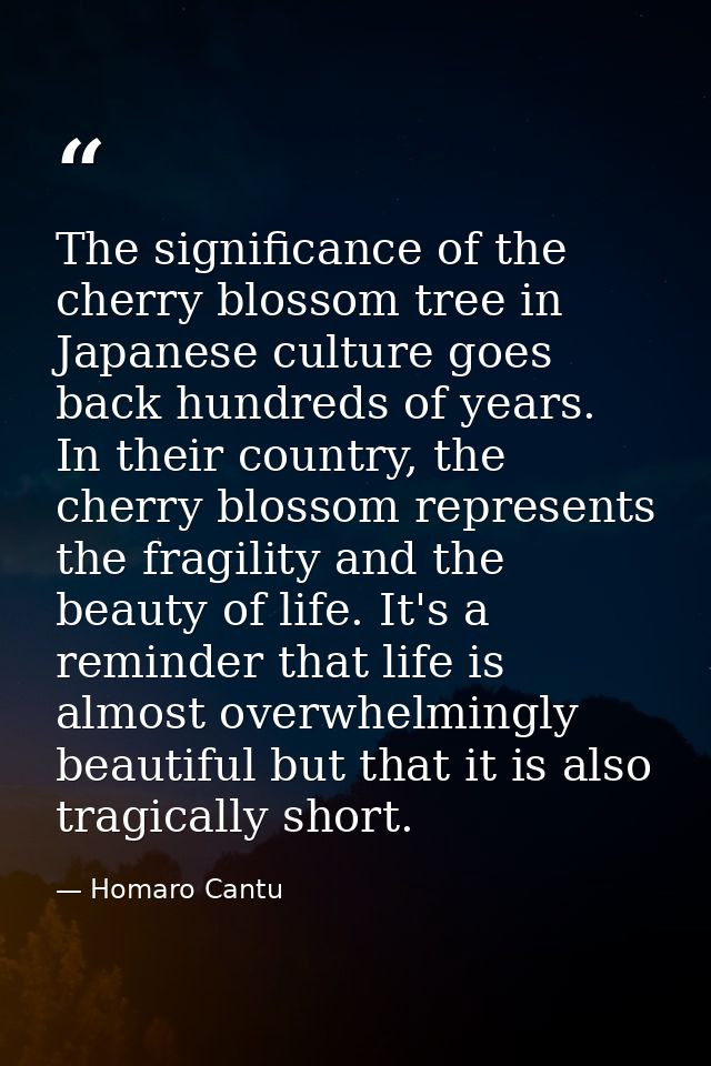 The significance of the cherry blossom tree in Japanese culture goes back hundreds of years. In their country, the cherr — Homaro Cantu