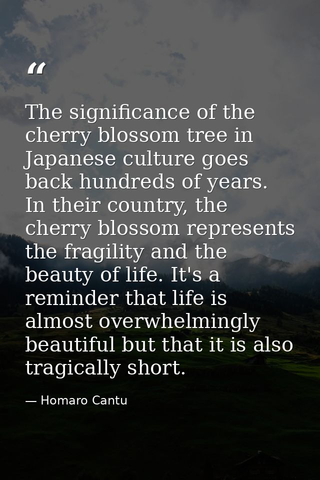 The significance of the cherry blossom tree in Japanese culture goes back hundreds of years. In their country, the cherr — Homaro Cantu