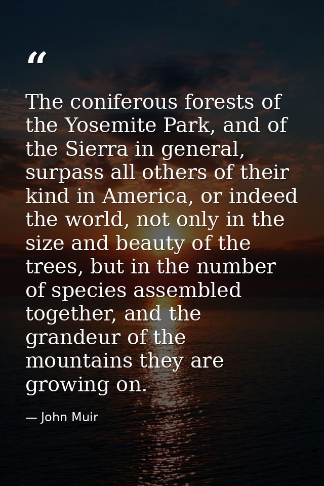 The coniferous forests of the Yosemite Park, and of the Sierra in general, surpass all others of their kind in America,  — John Muir