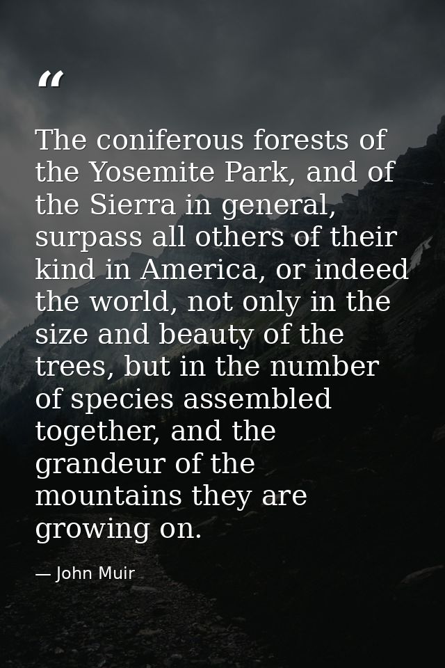 The coniferous forests of the Yosemite Park, and of the Sierra in general, surpass all others of their kind in America,  — John Muir