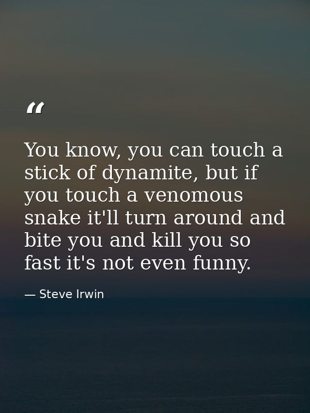 You know, you can touch a stick of dynamite, but if you touch a venomous snake it'll turn around and bite you and kill y — Steve Irwin