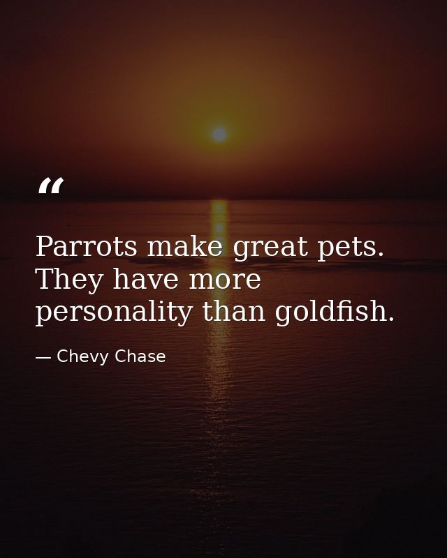 Parrots make great pets. They have more personality than goldfish. — Chevy Chase