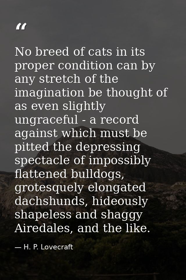 No breed of cats in its proper condition can by any stretch of the imagination be thought of as even slightly ungraceful — H. P. Lovecraft