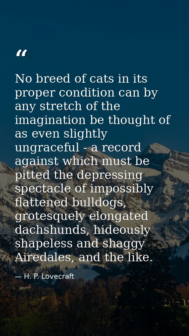 No breed of cats in its proper condition can by any stretch of the imagination be thought of as even slightly ungraceful — H. P. Lovecraft