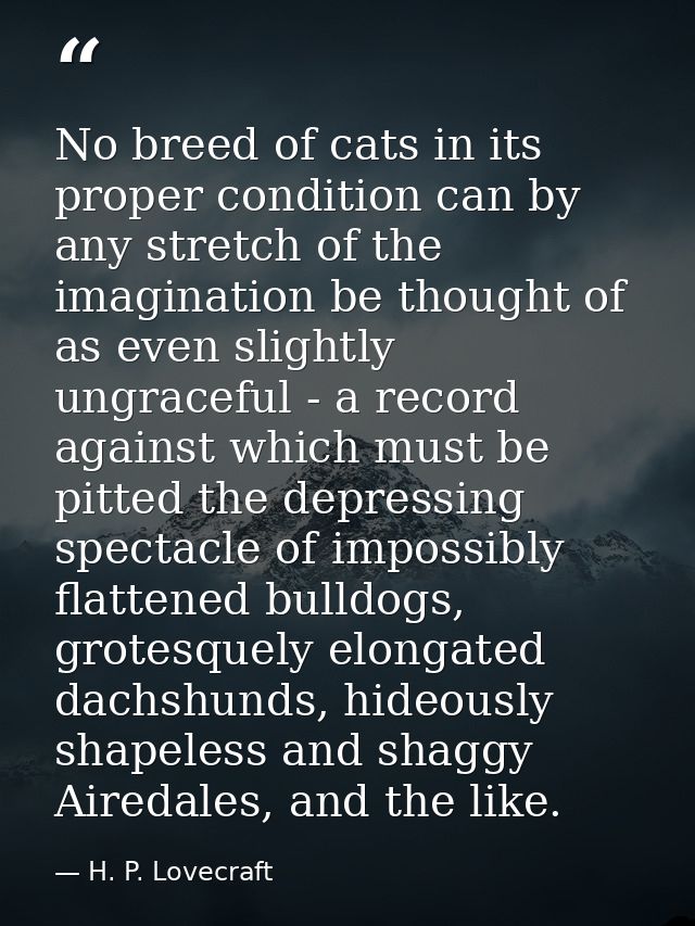 No breed of cats in its proper condition can by any stretch of the imagination be thought of as even slightly ungraceful — H. P. Lovecraft