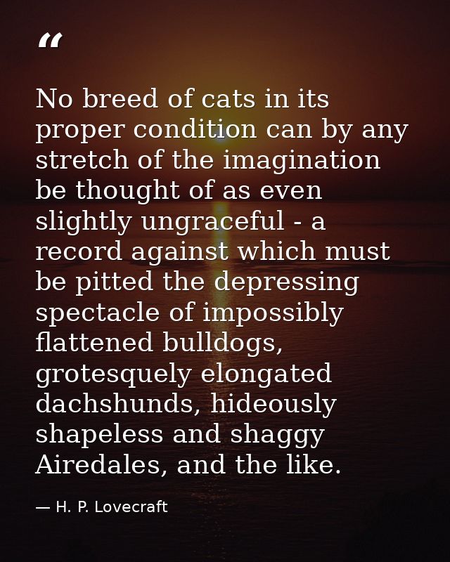 No breed of cats in its proper condition can by any stretch of the imagination be thought of as even slightly ungraceful — H. P. Lovecraft