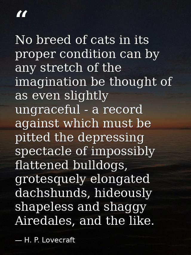 No breed of cats in its proper condition can by any stretch of the imagination be thought of as even slightly ungraceful — H. P. Lovecraft