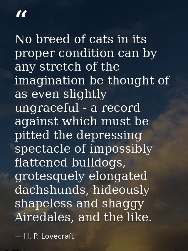 No breed of cats in its proper condition can by any stretch of the imagination be thought of as even slightly ungraceful — H. P. Lovecraft
