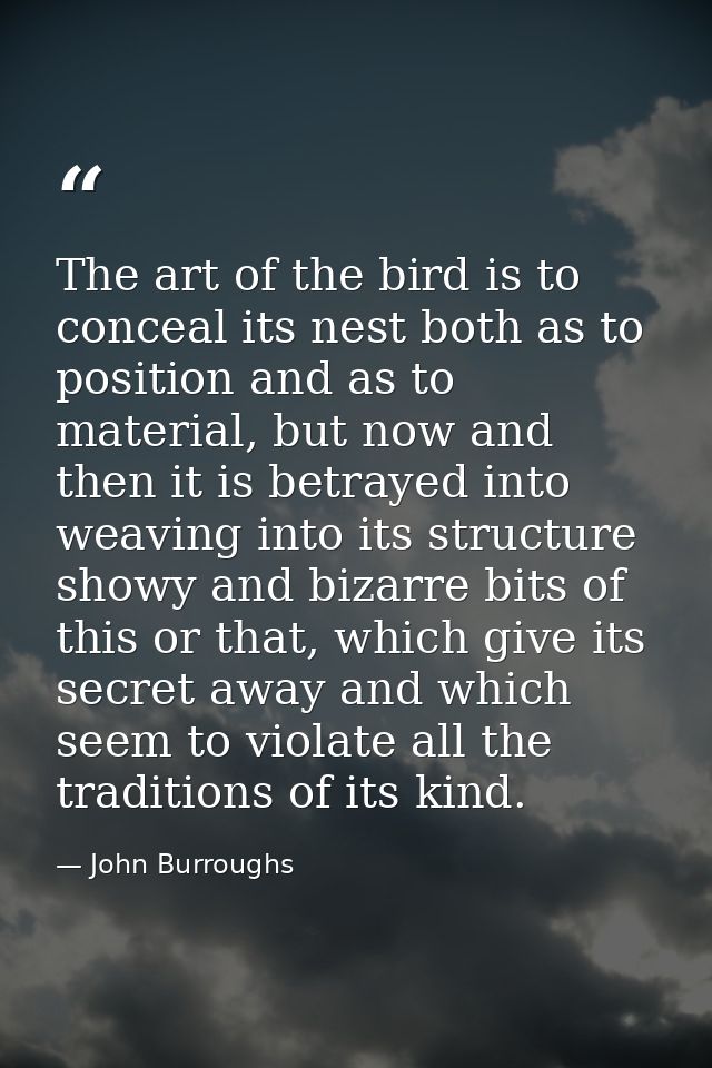 The art of the bird is to conceal its nest both as to position and as to material, but now and then it is betrayed into  — John Burroughs