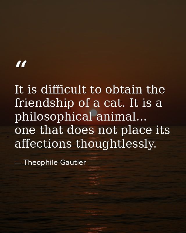 It is difficult to obtain the friendship of a cat. It is a philosophical animal... one that does not place its affection — Theophile Gautier