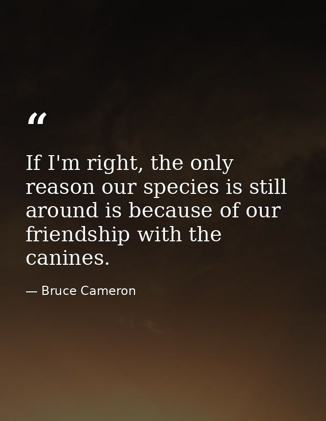 If I'm right, the only reason our species is still around is because of our friendship with the canines. — Bruce Cameron