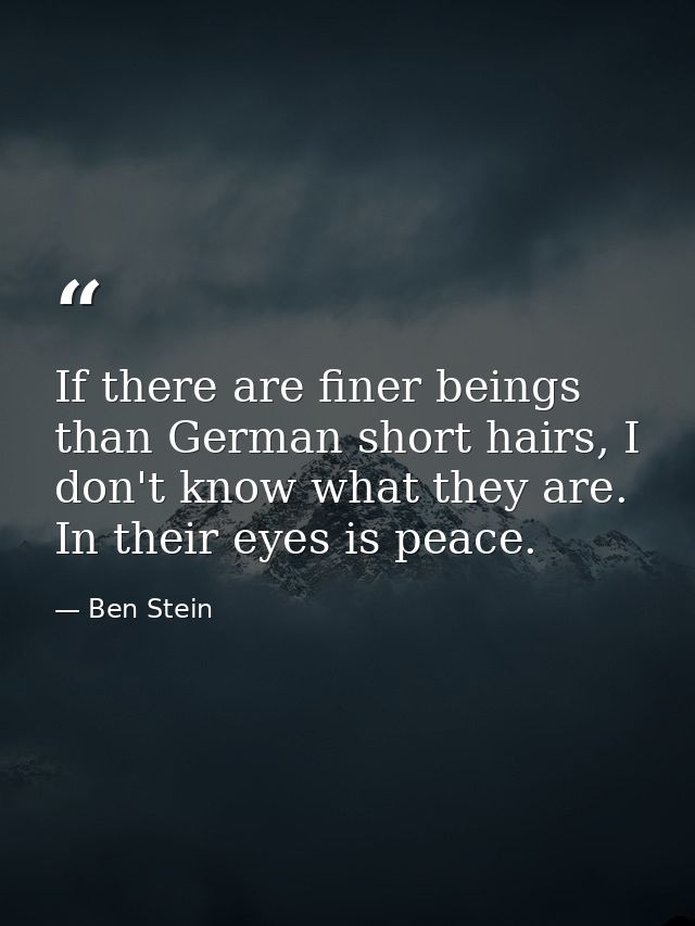 If there are finer beings than German short hairs, I don't know what they are. In their eyes is peace. — Ben Stein