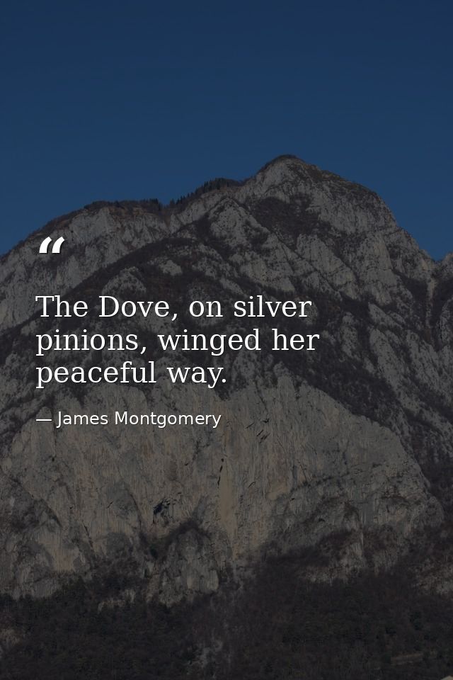 The Dove, on silver pinions, winged her peaceful way. — James Montgomery