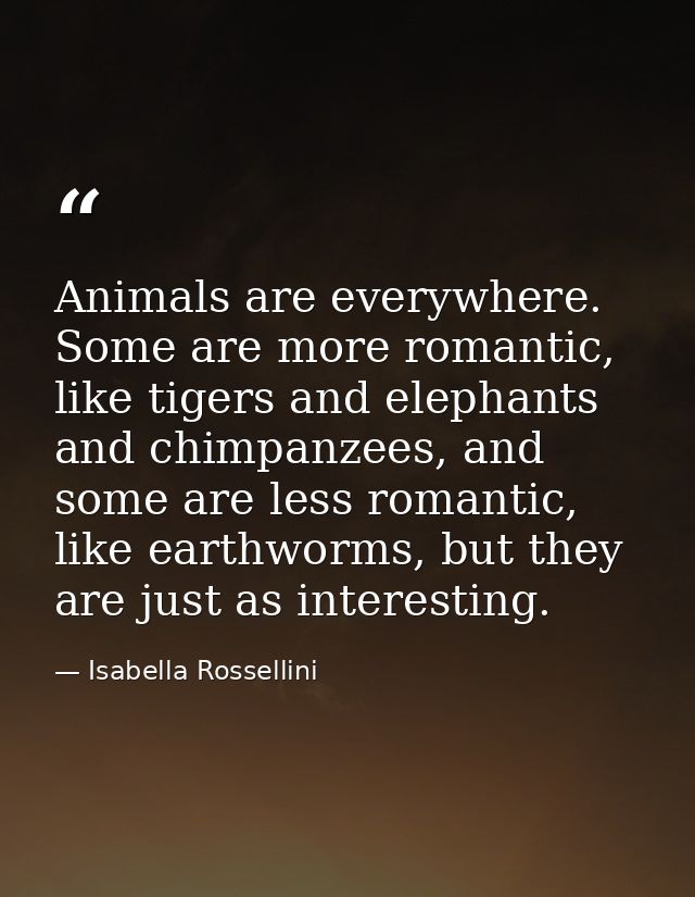 Animals are everywhere. Some are more romantic, like tigers and elephants and chimpanzees, and some are less romantic, l — Isabella Rossellini