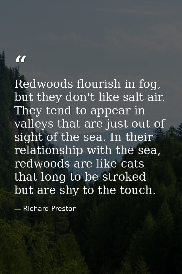 Redwoods flourish in fog, but they don't like salt air. They tend to appear in valleys that are just out of sight of the — Richard Preston