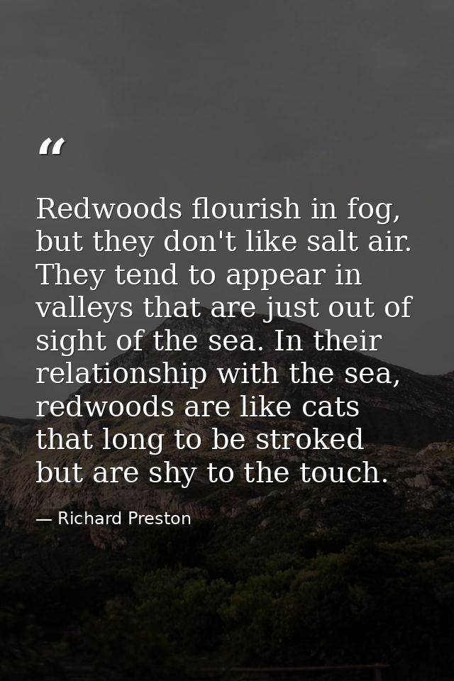 Redwoods flourish in fog, but they don't like salt air. They tend to appear in valleys that are just out of sight of the — Richard Preston