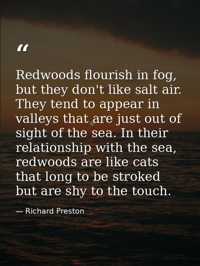 Redwoods flourish in fog, but they don't like salt air. They tend to appear in valleys that are just out of sight of the — Richard Preston