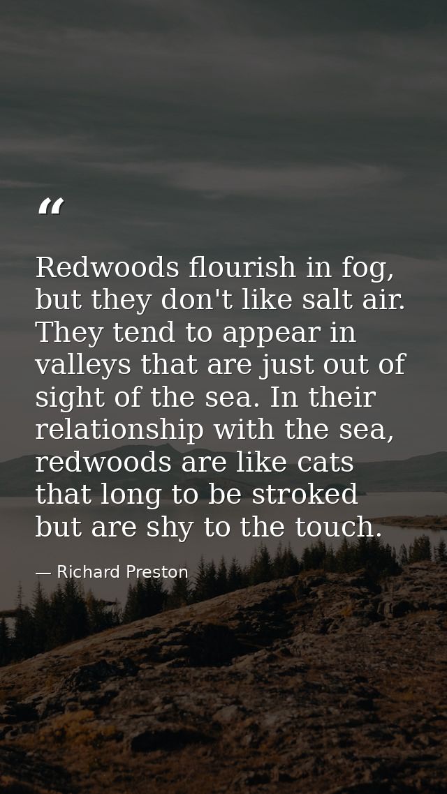 Redwoods flourish in fog, but they don't like salt air. They tend to appear in valleys that are just out of sight of the — Richard Preston