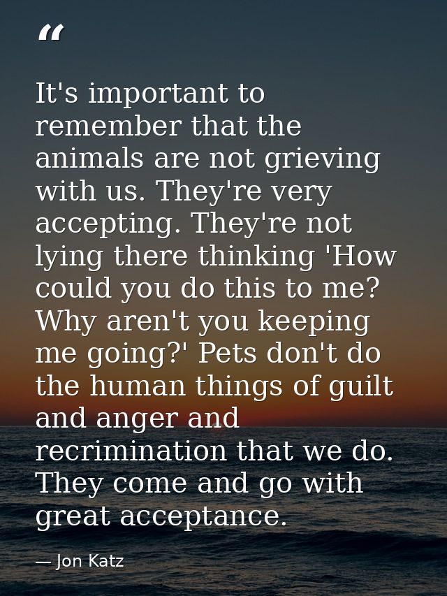 It's important to remember that the animals are not grieving with us. They're very accepting. They're not lying there th — Jon Katz