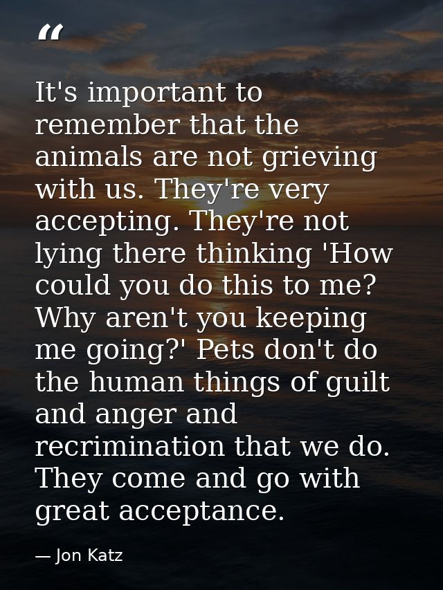 It's important to remember that the animals are not grieving with us. They're very accepting. They're not lying there th — Jon Katz