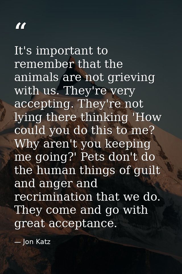 It's important to remember that the animals are not grieving with us. They're very accepting. They're not lying there th — Jon Katz
