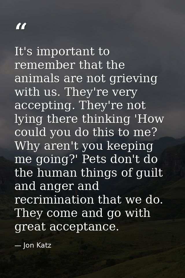 It's important to remember that the animals are not grieving with us. They're very accepting. They're not lying there th — Jon Katz