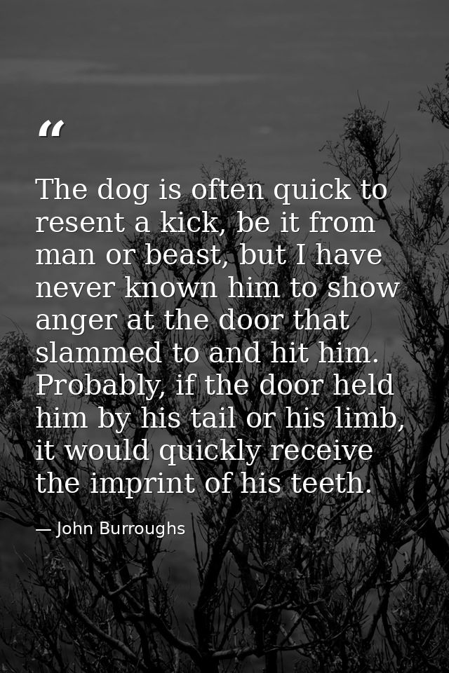 The dog is often quick to resent a kick, be it from man or beast, but I have never known him to show anger at the door t — John Burroughs
