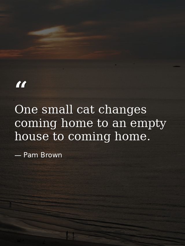 One small cat changes coming home to an empty house to coming home. — Pam Brown