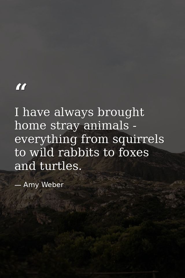 I have always brought home stray animals - everything from squirrels to wild rabbits to foxes and turtles. — Amy Weber