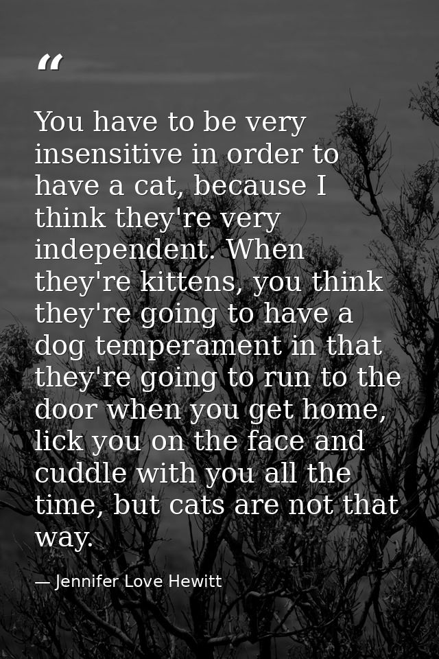 You have to be very insensitive in order to have a cat, because I think they're very independent. When they're kittens,  — Jennifer Love Hewitt