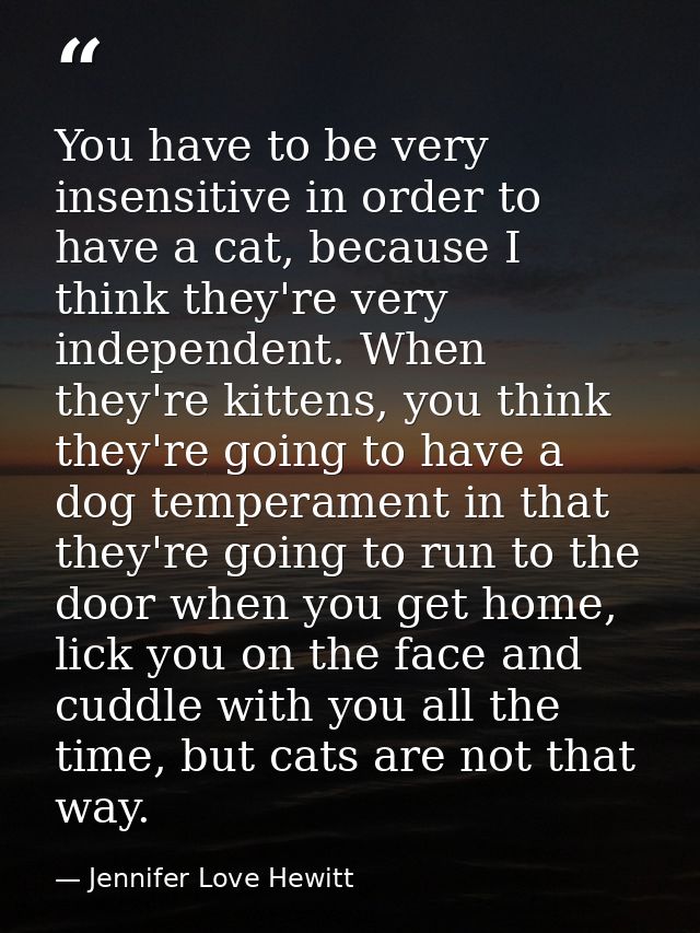 You have to be very insensitive in order to have a cat, because I think they're very independent. When they're kittens,  — Jennifer Love Hewitt