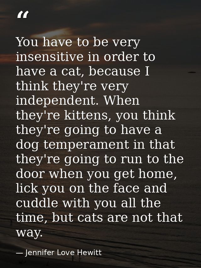 You have to be very insensitive in order to have a cat, because I think they're very independent. When they're kittens,  — Jennifer Love Hewitt