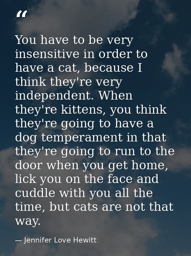 You have to be very insensitive in order to have a cat, because I think they're very independent. When they're kittens,  — Jennifer Love Hewitt